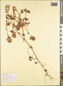 Trifolium diffusum Ehrh., Caucasus, Krasnodar Krai & Adygea (K1a) (Russia)