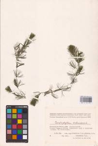 Ceratophyllum submersum L., Eastern Europe, Lower Volga region (E9) (Russia)