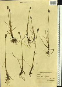 Eriophorum, Siberia, Chukotka & Kamchatka (S7) (Russia)