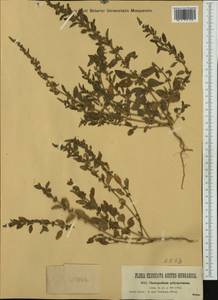 Lipandra polysperma (L.) S. Fuentes, Uotila & Borsch, Western Europe (EUR) (Austria)