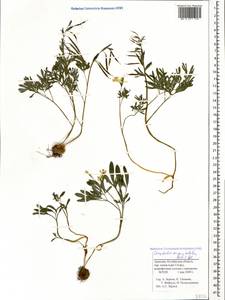 Corydalis angustifolia (M. Bieb.) DC., Caucasus, Armenia (K5) (Armenia)