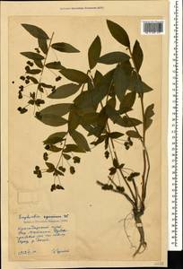 Euphorbia squamosa Willd., Caucasus, Krasnodar Krai & Adygea (K1a) (Russia)