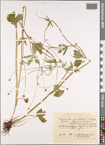 Ranunculus grandiflorus L., Siberia, Altai & Sayany Mountains (S2) (Russia)