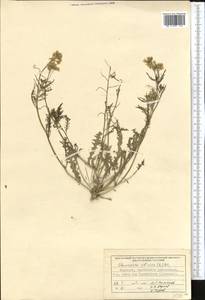 Chorispora sibirica (L.) DC., Middle Asia, Northern & Central Tian Shan (M4) (Kyrgyzstan)