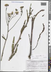 Picris hieracioides L., Eastern Europe, Belarus (E3a) (Belarus)