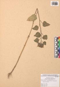 Helianthus annuus L., Eastern Europe, Central region (E4) (Russia)