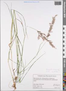 Calamagrostis canescens (Weber) Roth, Eastern Europe, Central forest region (E5) (Russia)