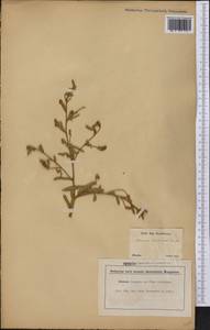 Mimosa daleoides Benth., America (AMER) (Brazil)