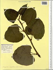 Reynoutria japonica Houtt., Caucasus, Stavropol Krai, Karachay-Cherkessia & Kabardino-Balkaria (K1b) (Russia)
