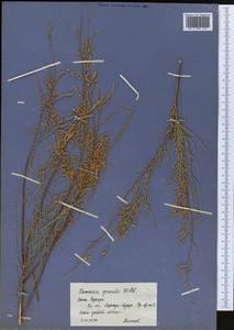 Tamarix gracilis Willd., Middle Asia, Syr-Darian deserts & Kyzylkum (M7)