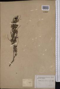 Prosopis farcta (Banks & Sol.)J.F.Macbr., Middle Asia, Karakum (M6) (Turkmenistan)