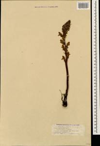 Orobanche lutea Baumg., Caucasus, Black Sea Shore (from Novorossiysk to Adler) (K3) (Russia)