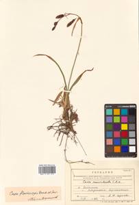 Carex flavocuspis Franch. & Sav., Siberia, Russian Far East (S6) (Russia)