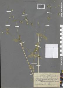 Dichodon davuricum (Fisch. ex Spreng.) Á. Löve & D. Löve, Siberia, Baikal & Transbaikal region (S4) (Russia)