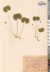 Viola kusnezowiana W.Becker, Siberia, Russian Far East (S6) (Russia)