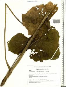 Ligularia sibirica (L.) Cass., Eastern Europe, Central forest region (E5) (Russia)