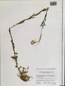 Erysimum odoratum Ehrh., Siberia, Baikal & Transbaikal region (S4) (Russia)