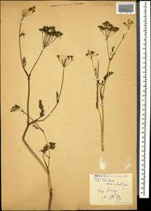 Carum meifolium (M. Bieb.) Boiss., Caucasus, Georgia (K4) (Georgia)