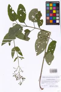 Scrophularia nodosa L., Eastern Europe, Moscow region (E4a) (Russia)