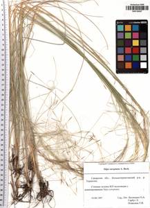Stipa sareptana A.K.Becker, Eastern Europe, Middle Volga region (E8) (Russia)