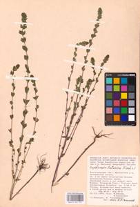 MHA 0 161 701, Euphrasia pectinata, Eastern Europe, Lower Volga region (E9) (Russia)