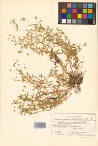 Stellaria humifusa Rottb., Siberia, Russian Far East (S6) (Russia)