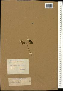 Geranium lucidum L., Caucasus, Georgia (K4) (Georgia)