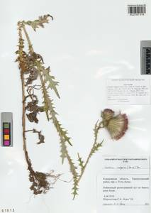 Cirsium vulgare (Savi) Ten., Siberia, Altai & Sayany Mountains (S2) (Russia)