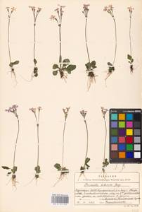Primula nutans Georgi, Siberia, Baikal & Transbaikal region (S4) (Russia)