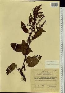 Rumex obtusifolius L., Siberia, Russian Far East (S6) (Russia)