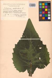 Silphium perfoliatum L., Eastern Europe, Moscow region (E4a) (Russia)
