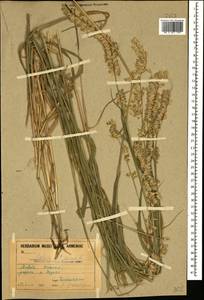 Melica altissima L., Caucasus, Armenia (K5) (Armenia)