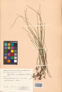 Equisetum variegatum Schleich. ex F. Weber & D. Mohr, Siberia, Chukotka & Kamchatka (S7) (Russia)