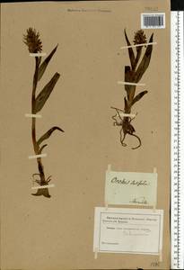 Dactylorhiza incarnata (L.) Soó, Eastern Europe, Central forest region (E5) (Russia)