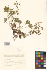 Potentilla humifusa Willd. ex D. F. K. Schltdl., Eastern Europe, Lower Volga region (E9) (Russia)