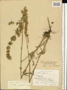 Silene densiflora d'Urv., Eastern Europe, Lower Volga region (E9) (Russia)