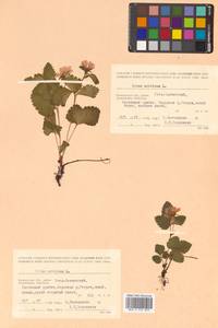 Rubus arcticus L., Siberia, Chukotka & Kamchatka (S7) (Russia)