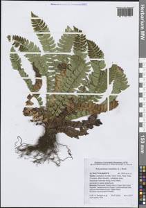 Polystichum lonchitis (L.) Roth, Western Europe (EUR) (Spain)