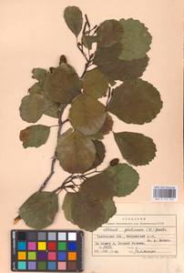 Alnus glutinosa (L.) Gaertn., Eastern Europe, Central forest-and-steppe region (E6) (Russia)