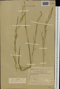 Glyceria fluitans (L.) R.Br., Eastern Europe, Central forest region (E5) (Russia)