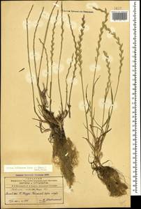 Lolium rigidum Gaudin, Caucasus, Azerbaijan (K6) (Azerbaijan)