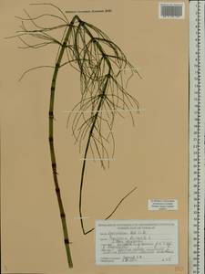 Equisetum fluviatile L., Eastern Europe, Belarus (E3a) (Belarus)