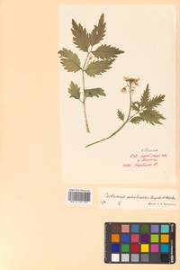 Cardamine macrophylla Willd., Siberia, Russian Far East (S6) (Russia)