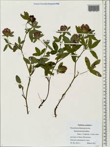 Trifolium medium L., Eastern Europe, Eastern region (E10) (Russia)
