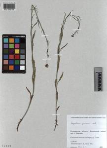 KUZ 005 105, Sisymbrium polymorphum (Murray) Roth, Siberia, Altai & Sayany Mountains (S2) (Russia)