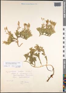 Diphasiastrum complanatum subsp. montellii (Kukkonen) Kukkonen, Eastern Europe, Northern region (E1) (Russia)