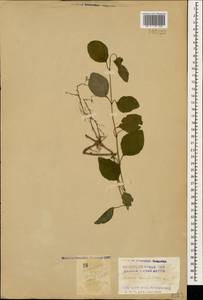 Lonicera caprifolium L., Caucasus, Krasnodar Krai & Adygea (K1a) (Russia)