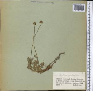 Tanacetum, Middle Asia, Pamir & Pamiro-Alai (M2) (Tajikistan)