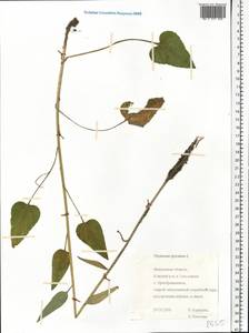 Phyteuma spicatum L., Eastern Europe, Central forest region (E5) (Russia)