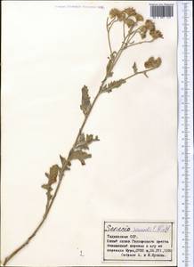 Jacobaea renardii (C. Winkl.) B. Nord., Middle Asia, Pamir & Pamiro-Alai (M2) (Tajikistan)